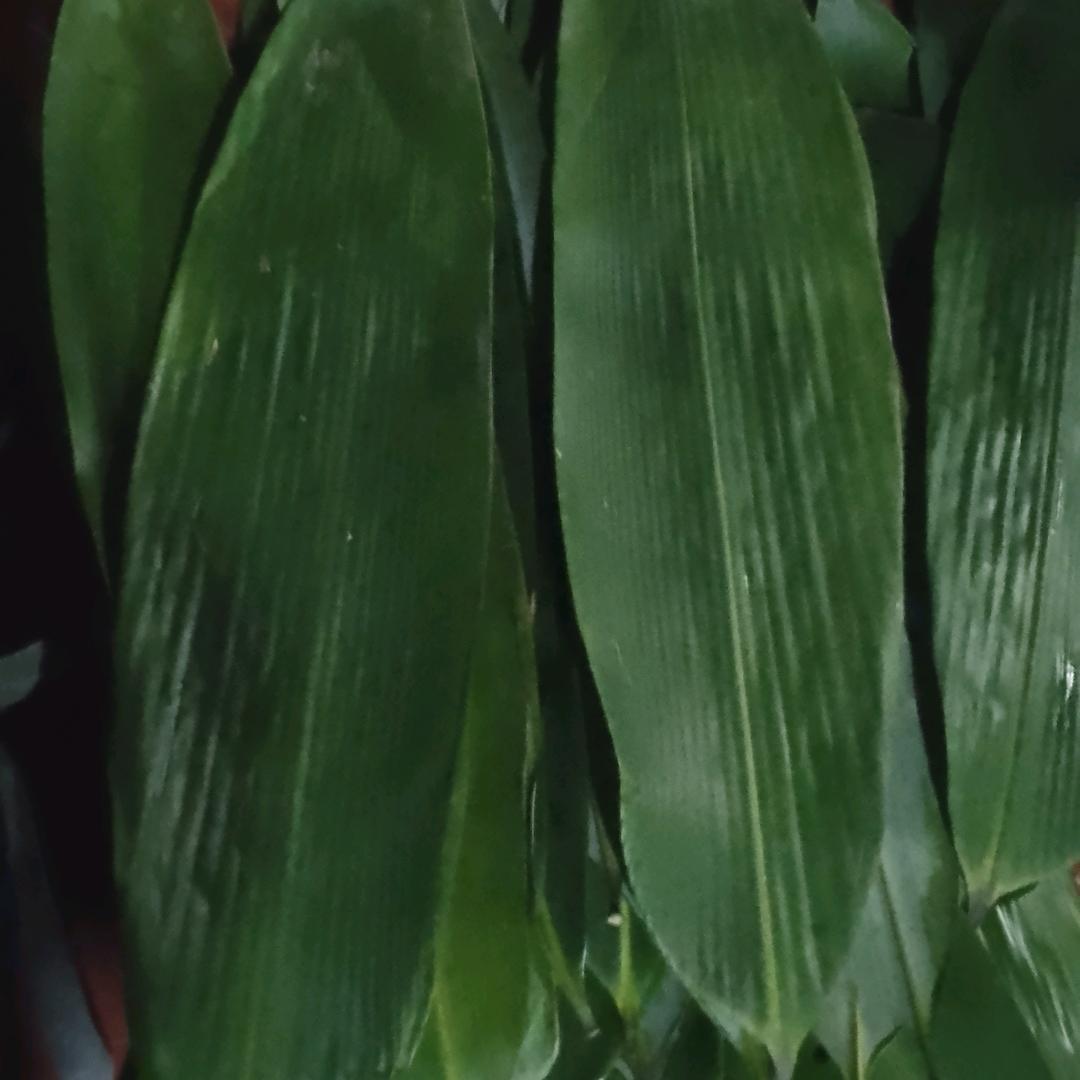 粽叶笋干半成品加工