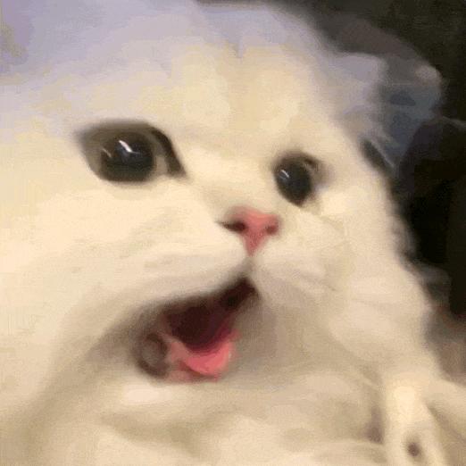 饿了自己会捡垃圾吃🧸