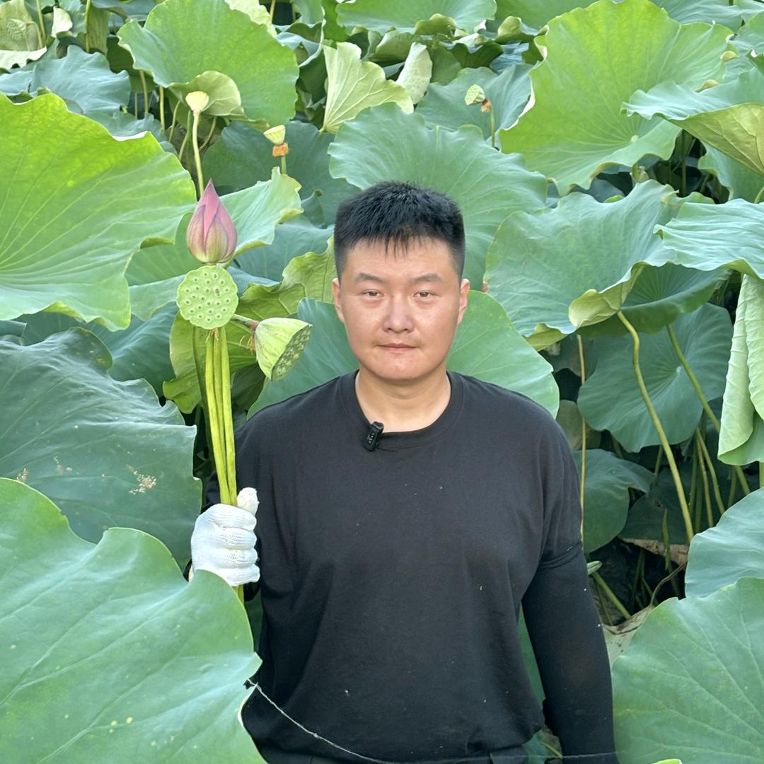太湖光萍莲藕