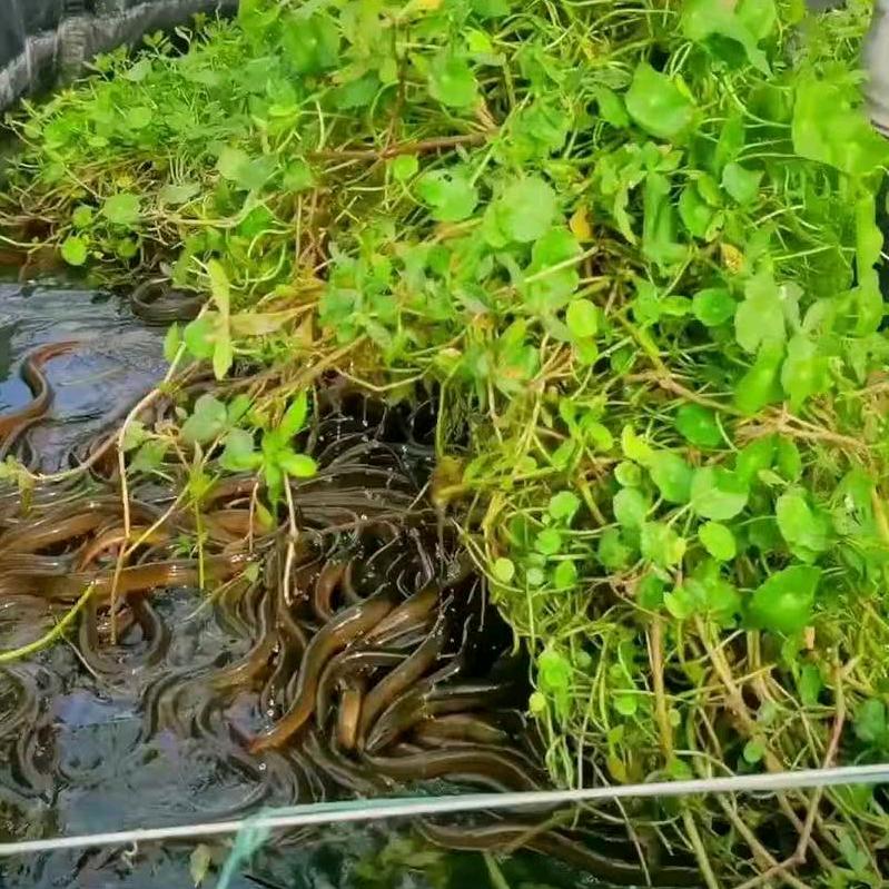 黄鳝养殖凡师傅