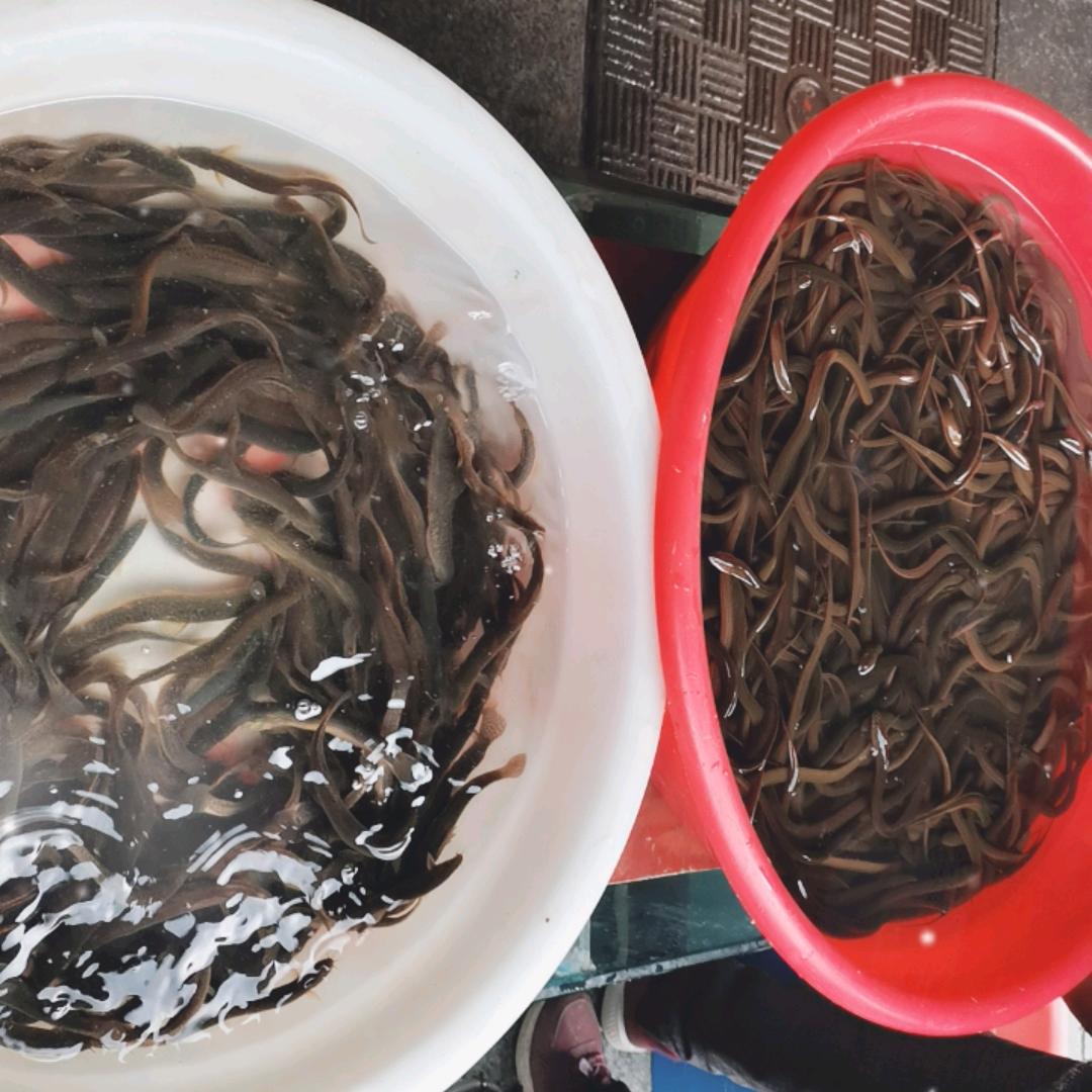 二十年专业售卖土鳝鱼、土泥鳅