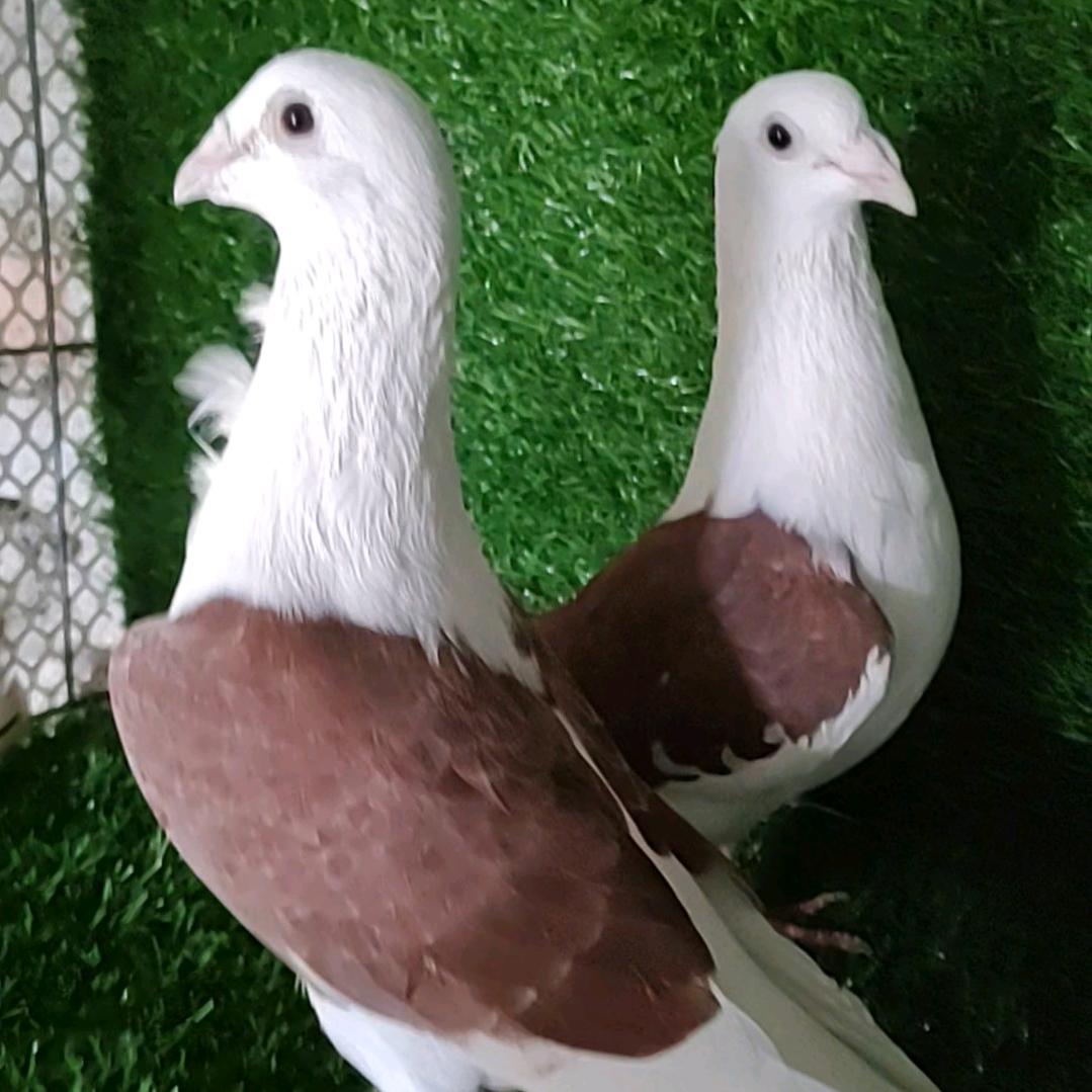 柯飞养殖场