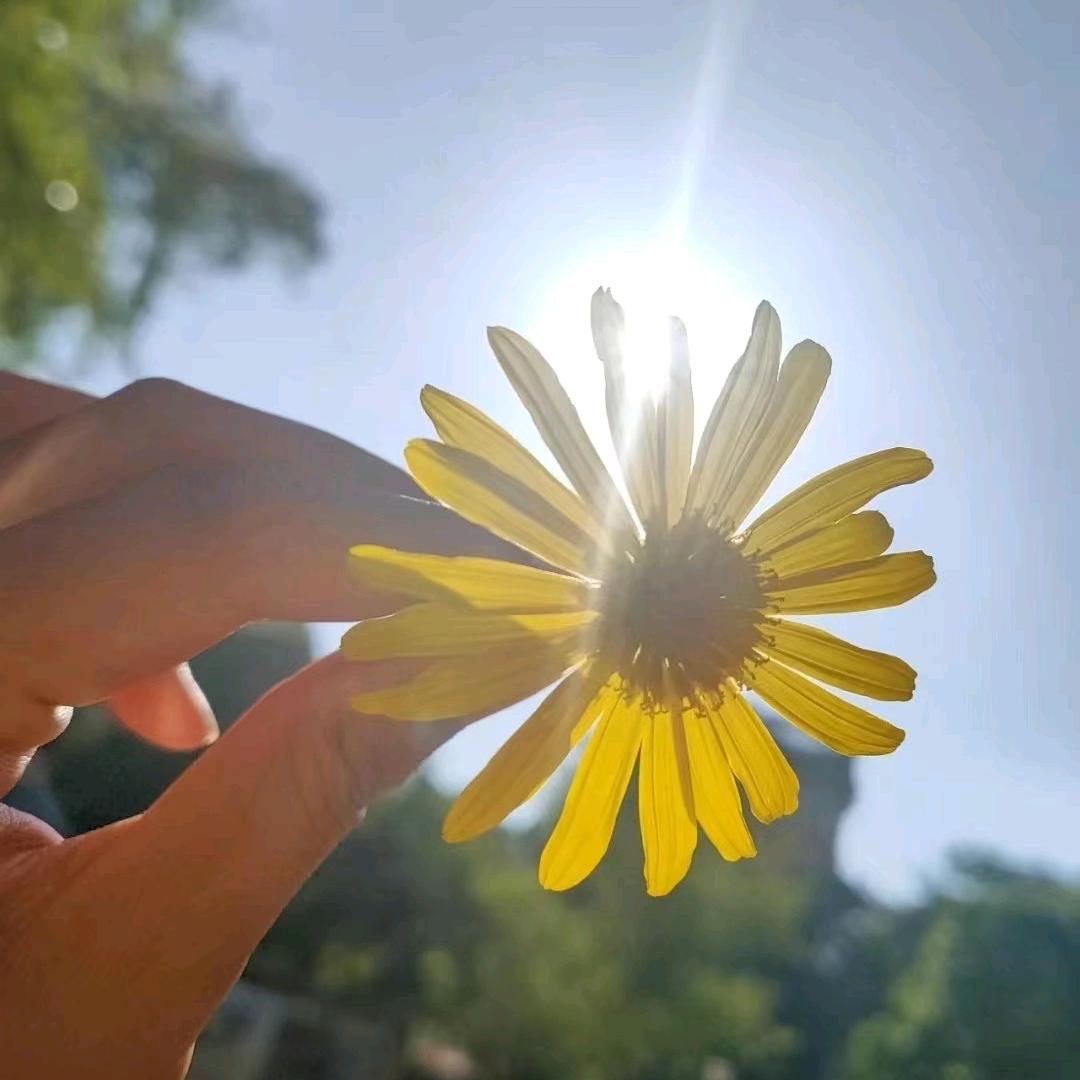幸运草