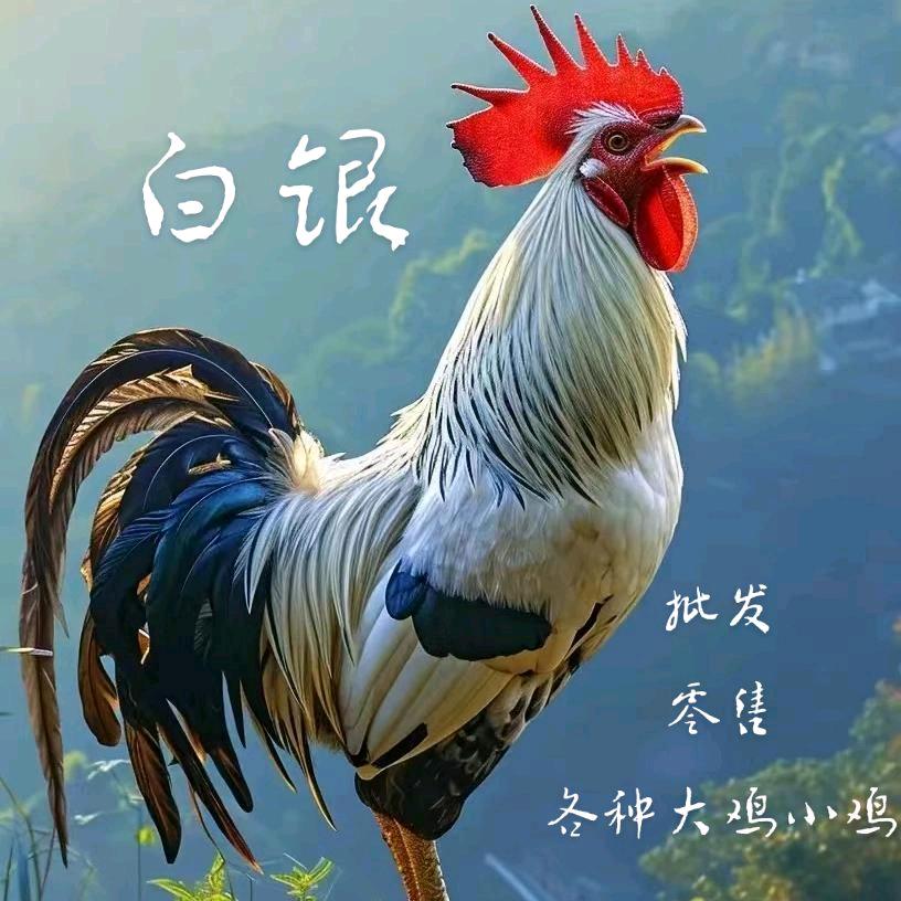 ¥小王活禽