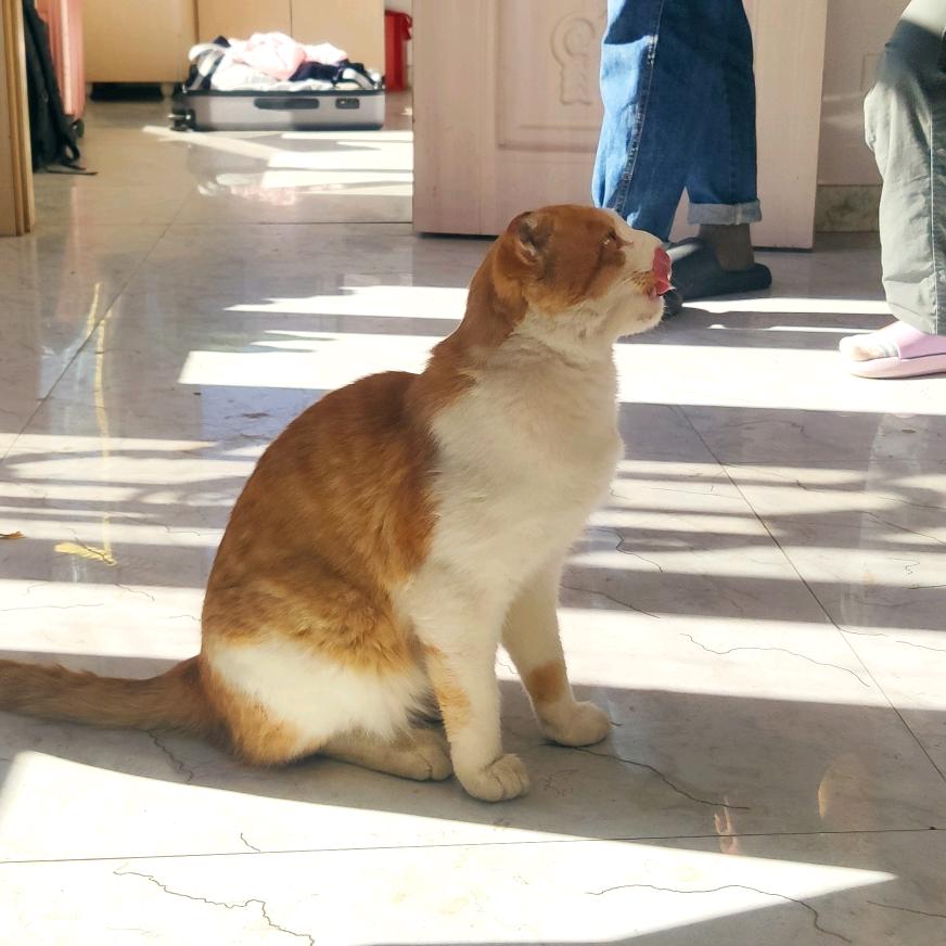 一只流浪的小花猫