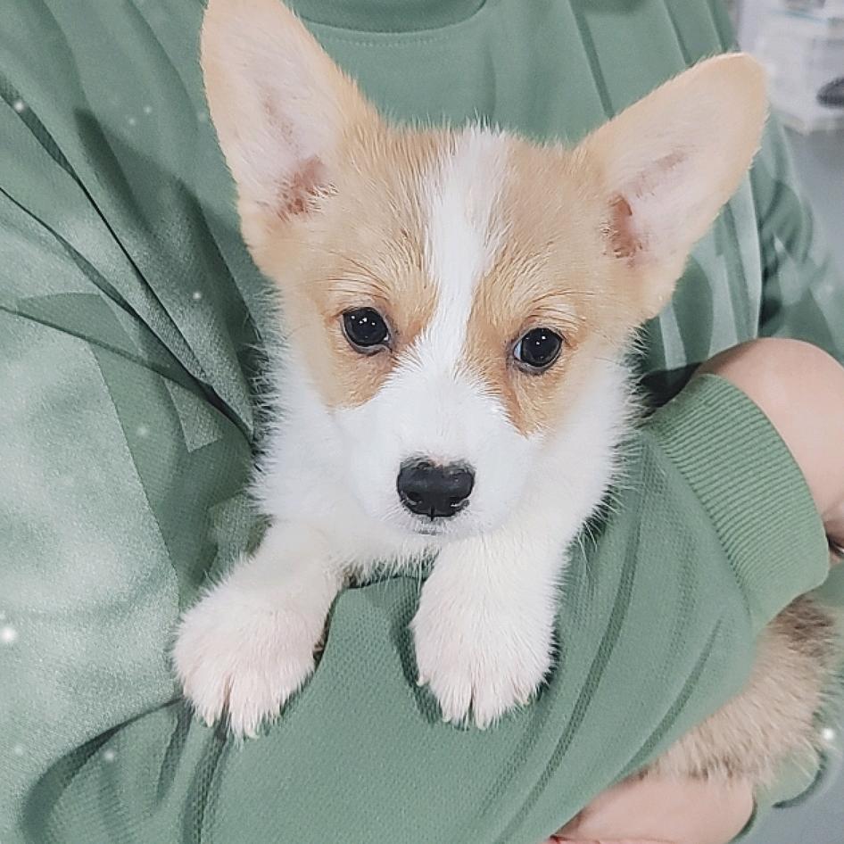 上海这有宠老王