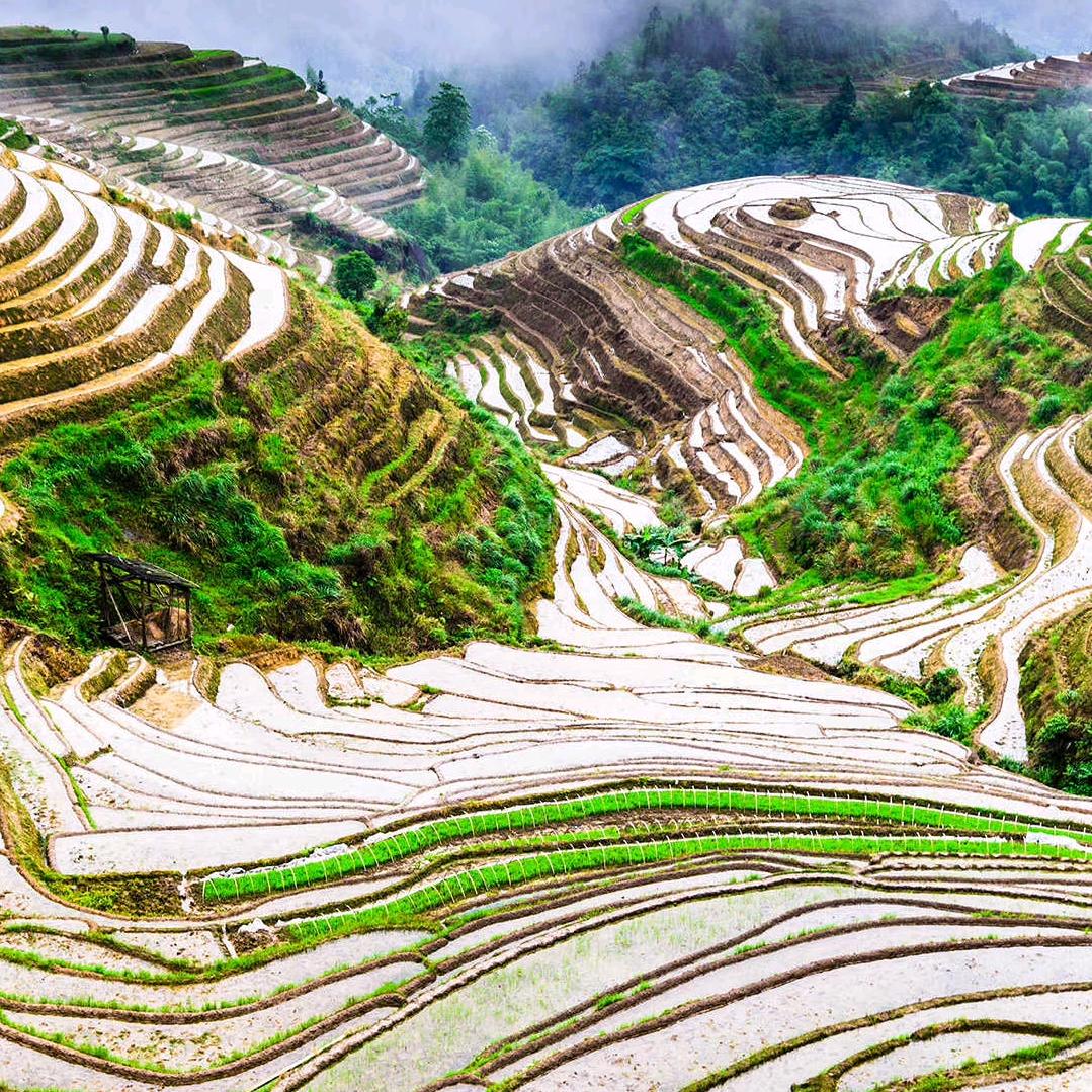 双庆黄杨种植园
