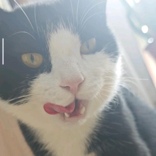 疯批六一是只奶牛猫🐈