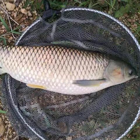 凤雏测饵🐟🐟🐟🐟🐟🐟🐟🐟