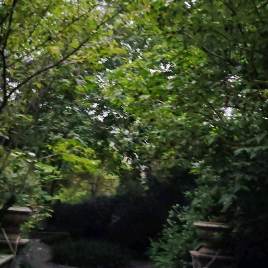 阿福姐:早上7.30首播