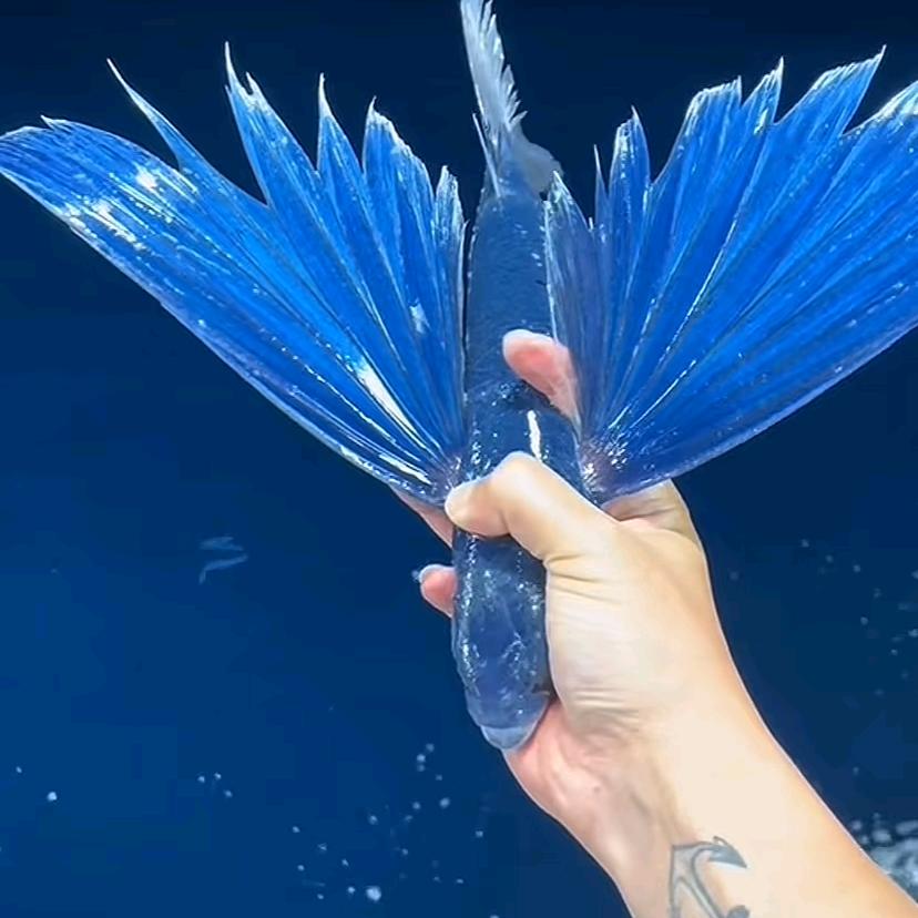 空空如也