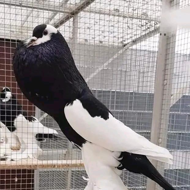 祥鸽园观赏鸽养殖