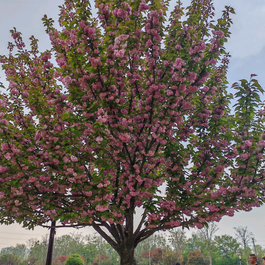 宠物医生👩‍⚕️