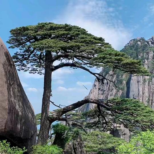 顺风游彪哥