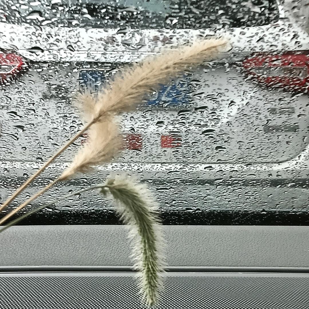 大趴菜