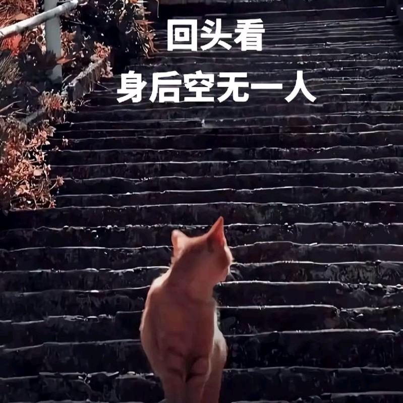 布必