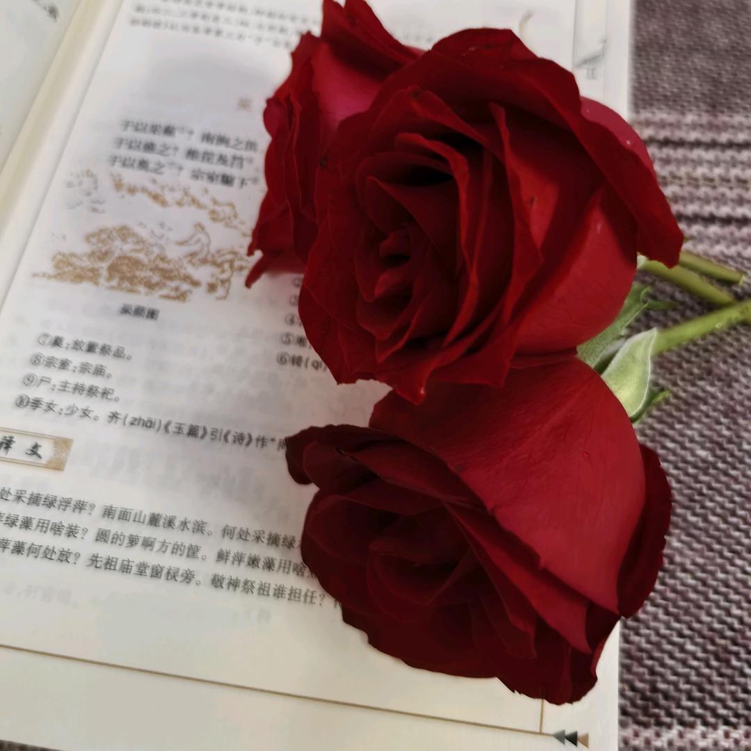 潇湘妃子cmj