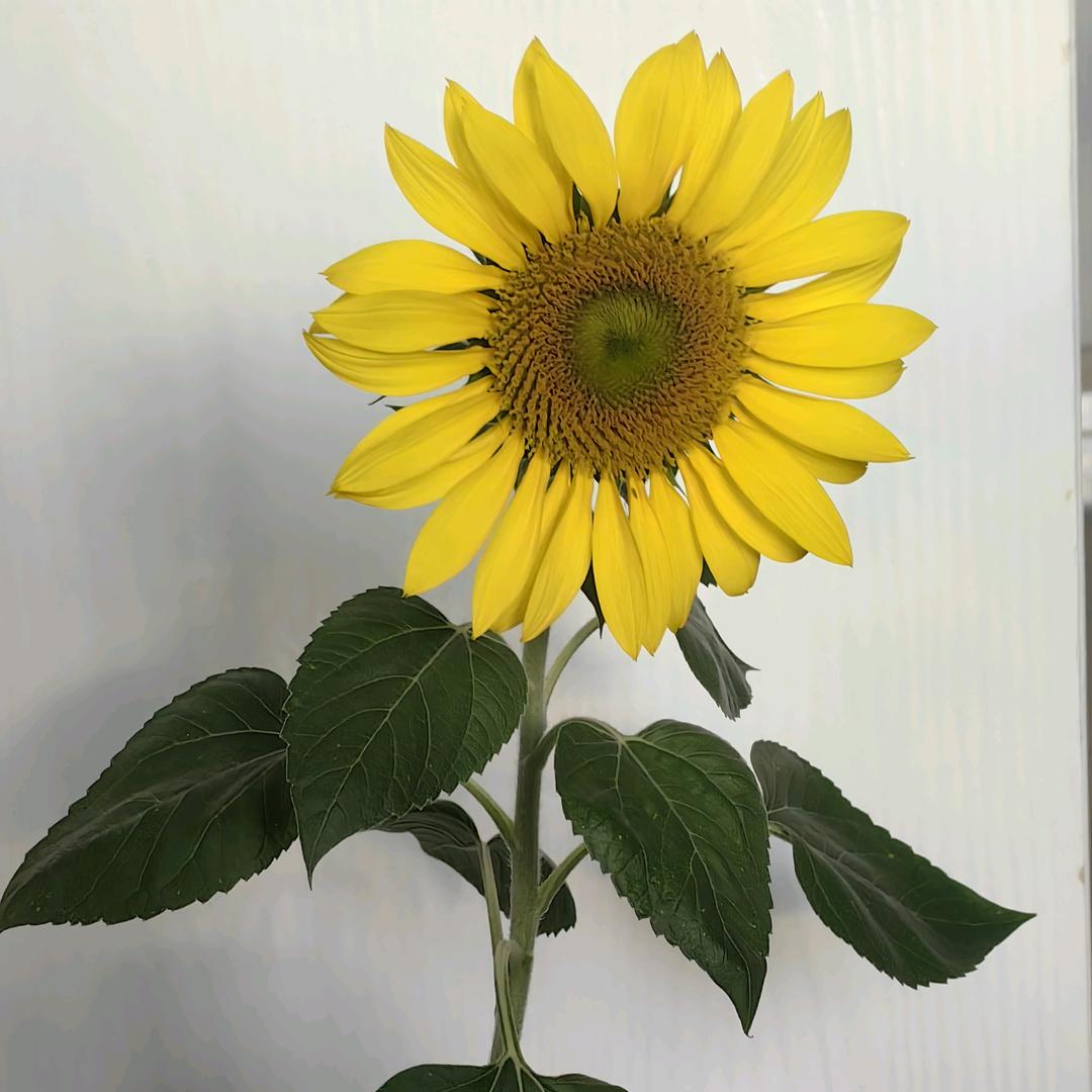 向日葵🌻