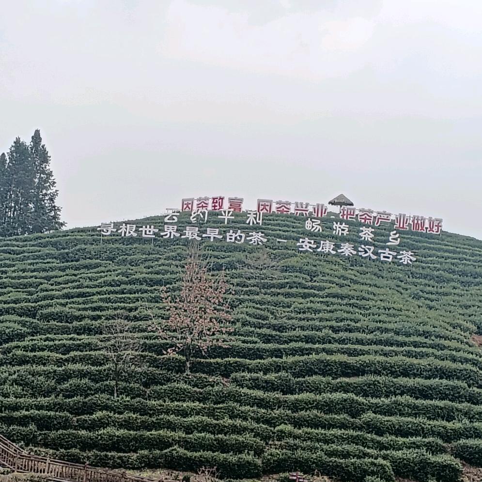 虎虎