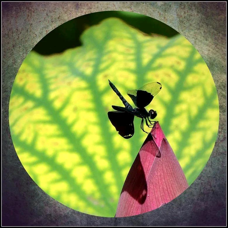 蜻蜓