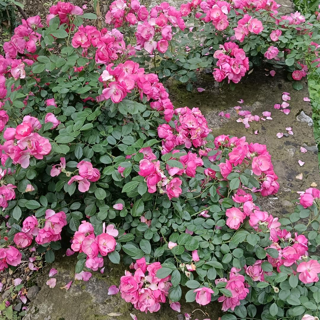 我心好累啊159