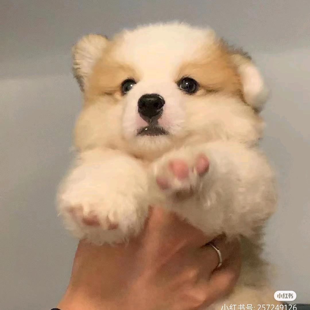羊羊咩