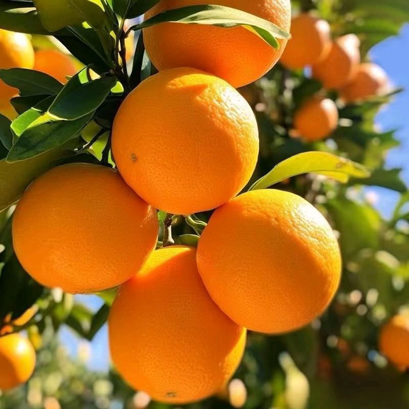 初陌水果旗舰店