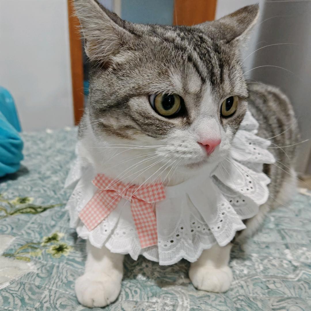 清煮时光慢煮茶