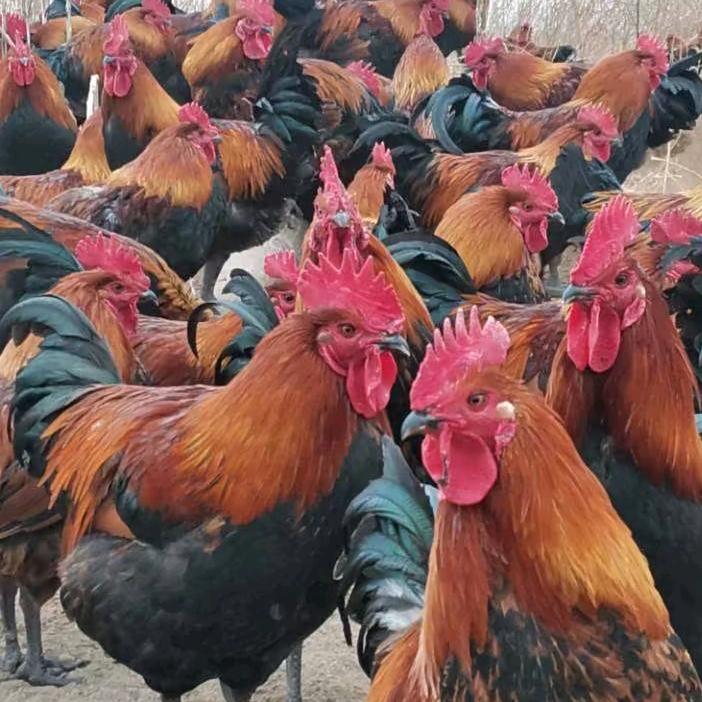 延安临镇京明农场