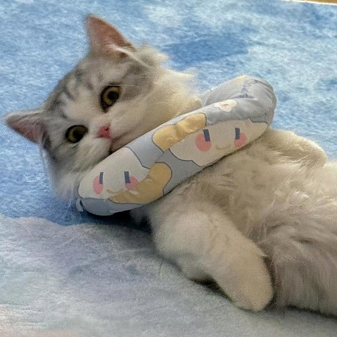 kiku _祎月养只猫