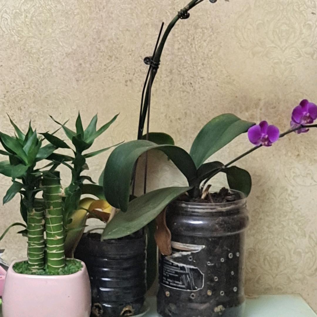 侯哥