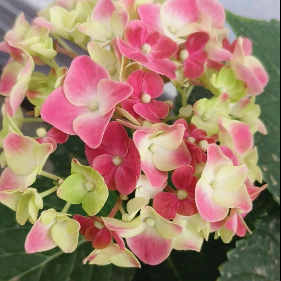 希希果粒橙