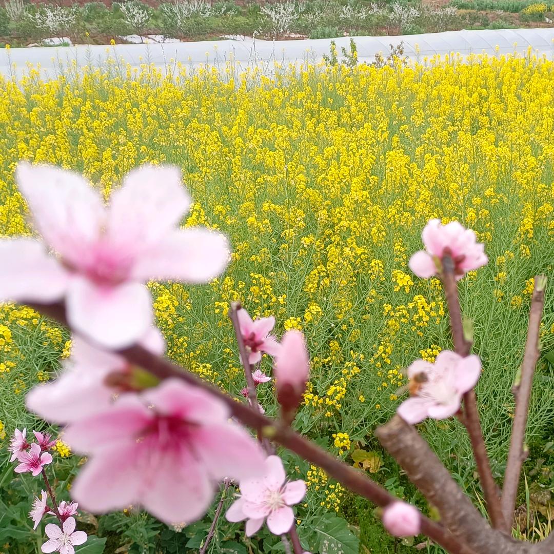🍓果儿🍉🎤🎤