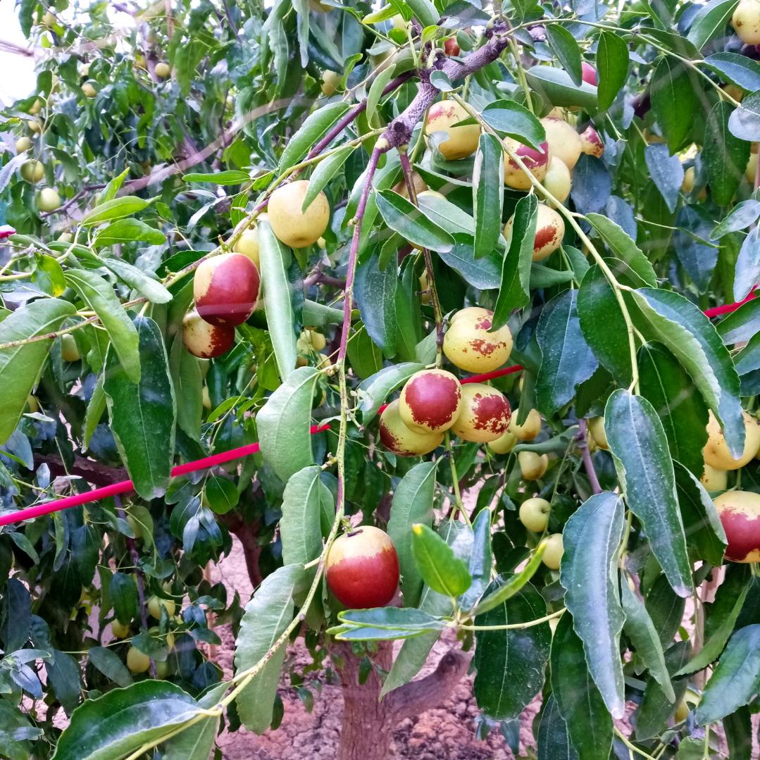 沾化金富苑冬枣销售中心