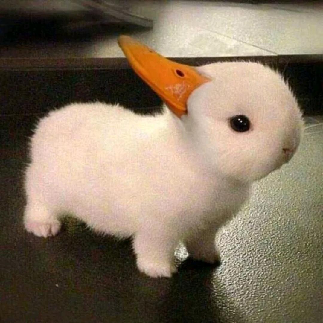 亦儿