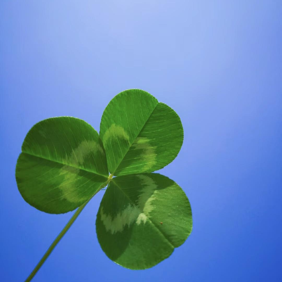 南安饶☘️🌹（星宿）