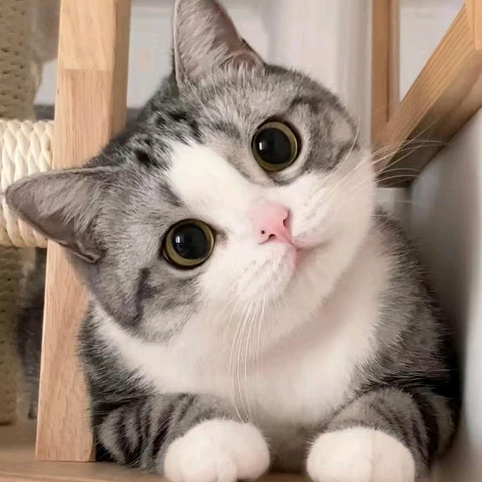 大骞爱养猫