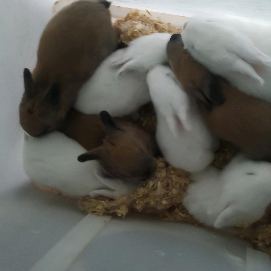 利辛县徐波肉兔养殖烤兔