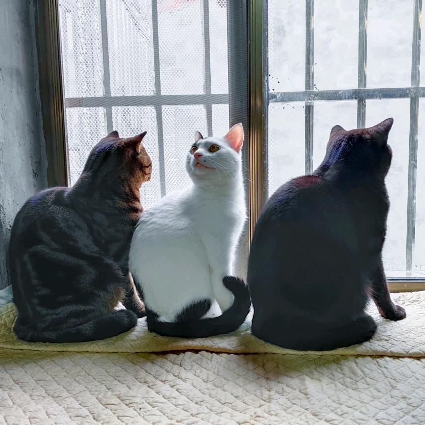 我家有猫！