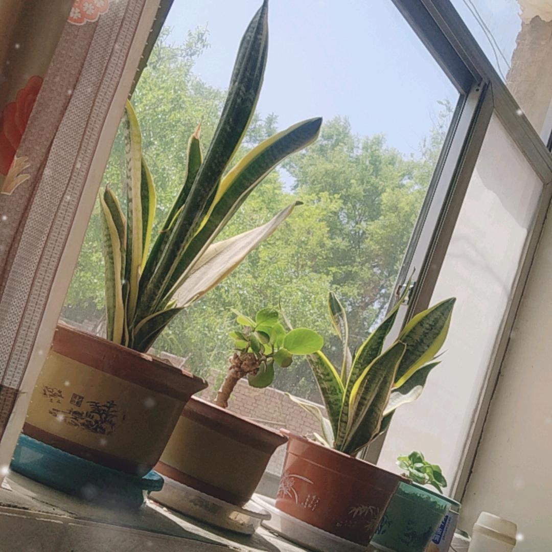 带刺的玫瑰0001