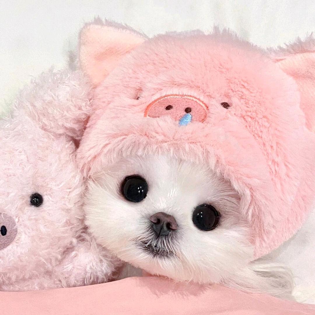 Lₒ̶寵児 ᵥ̶ₑ̶ᩚ🌸