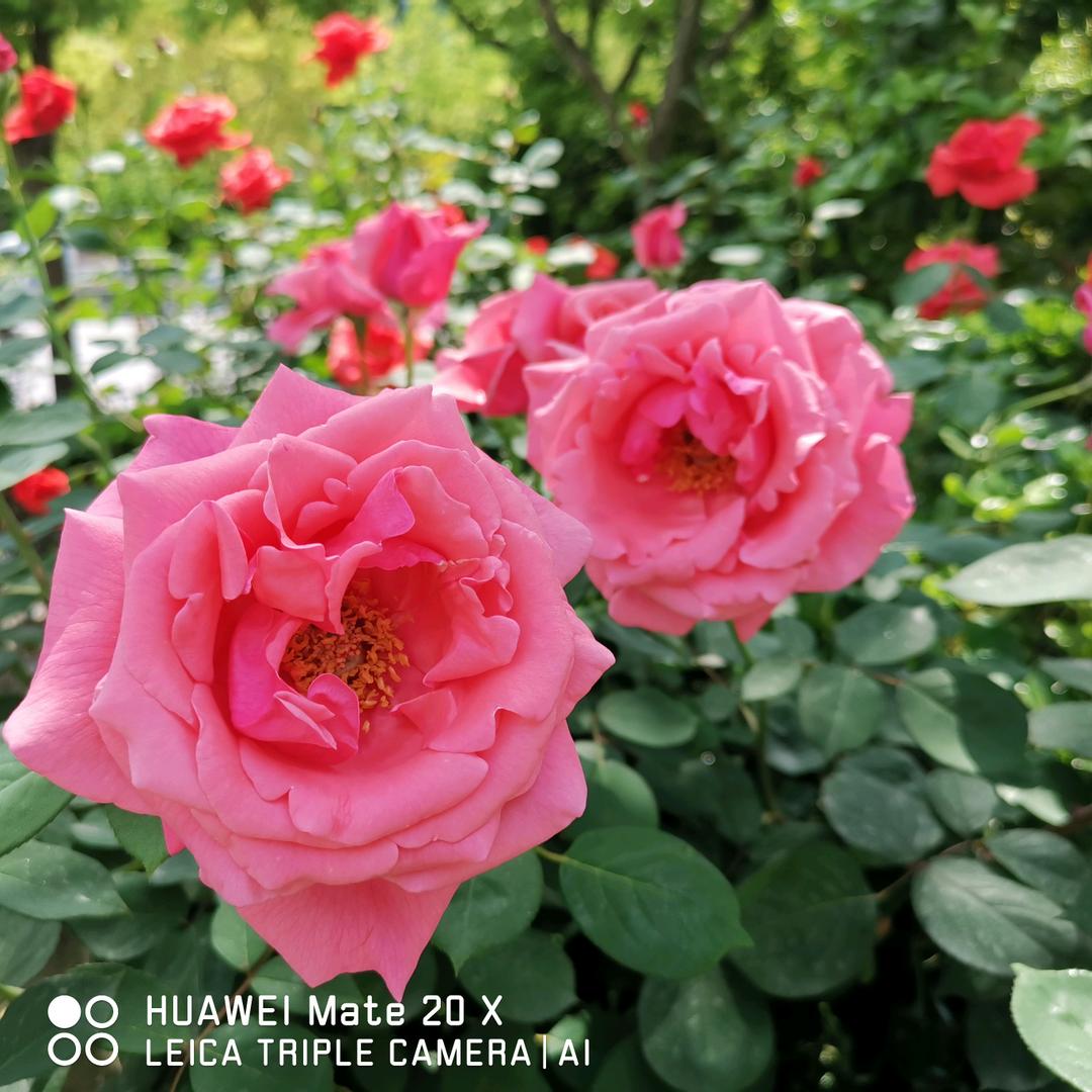 随情缘（崧哥）