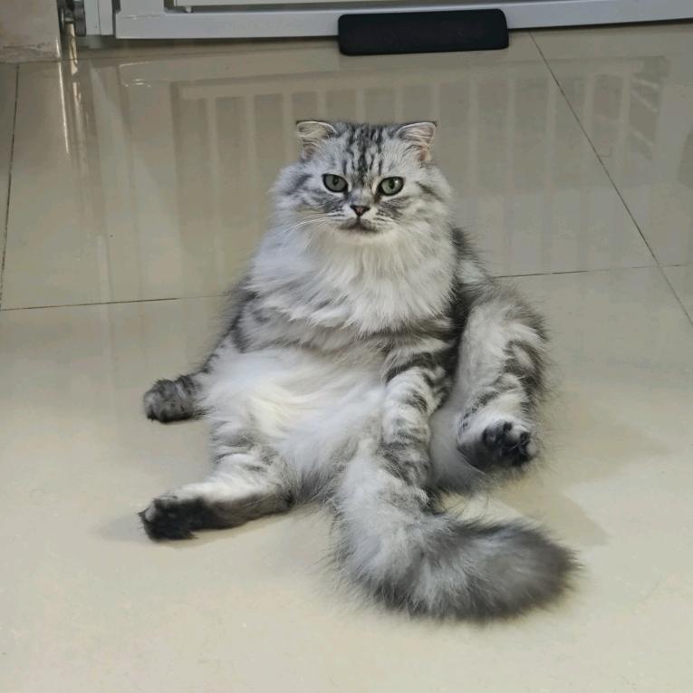 猪仔电动车驾驶员