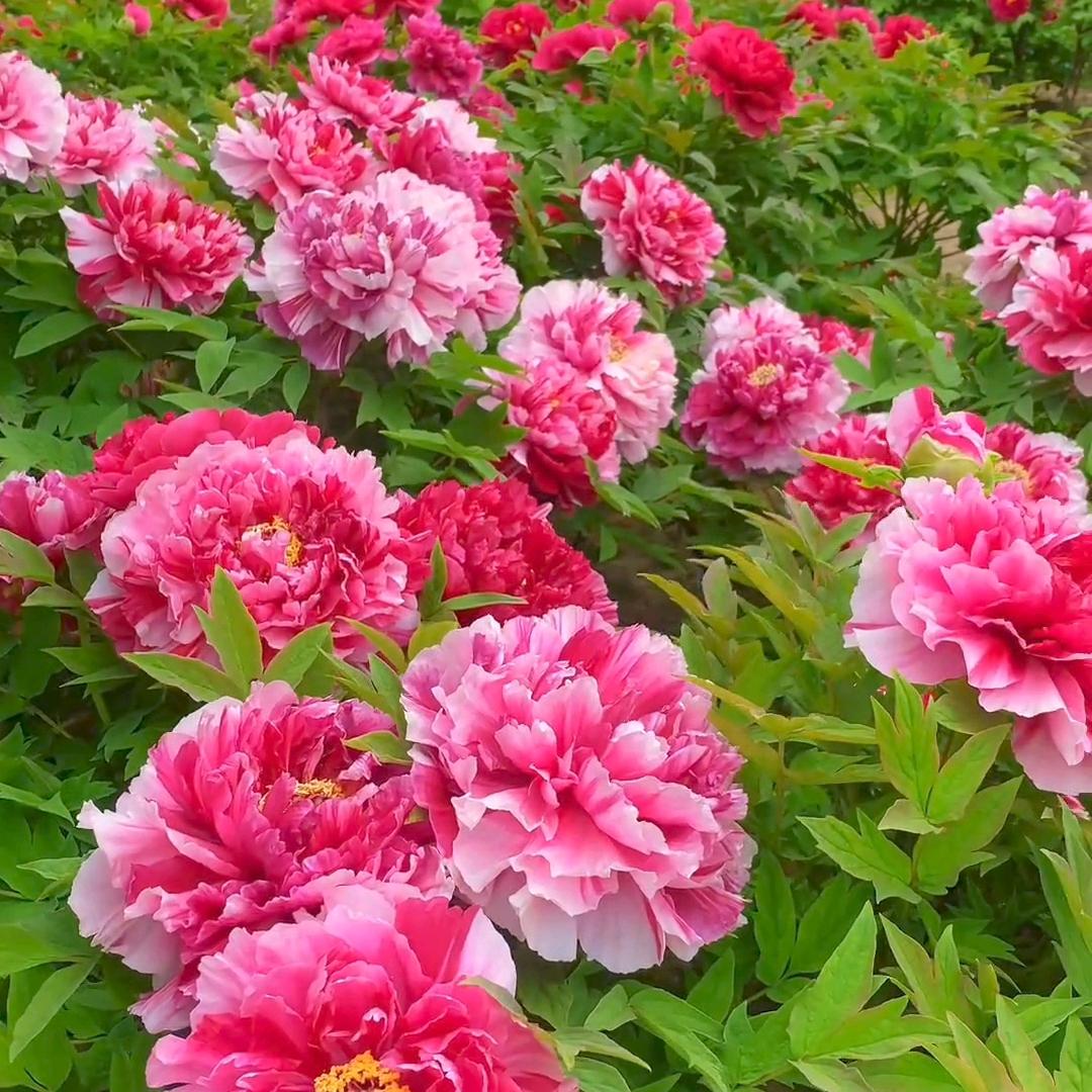 陈娟（一个人）