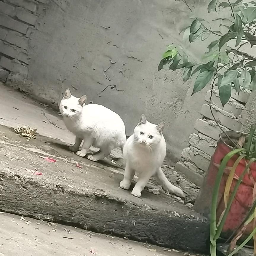 1314特色火锅烧烤头像
