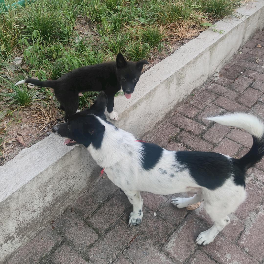 家有两小只🐶