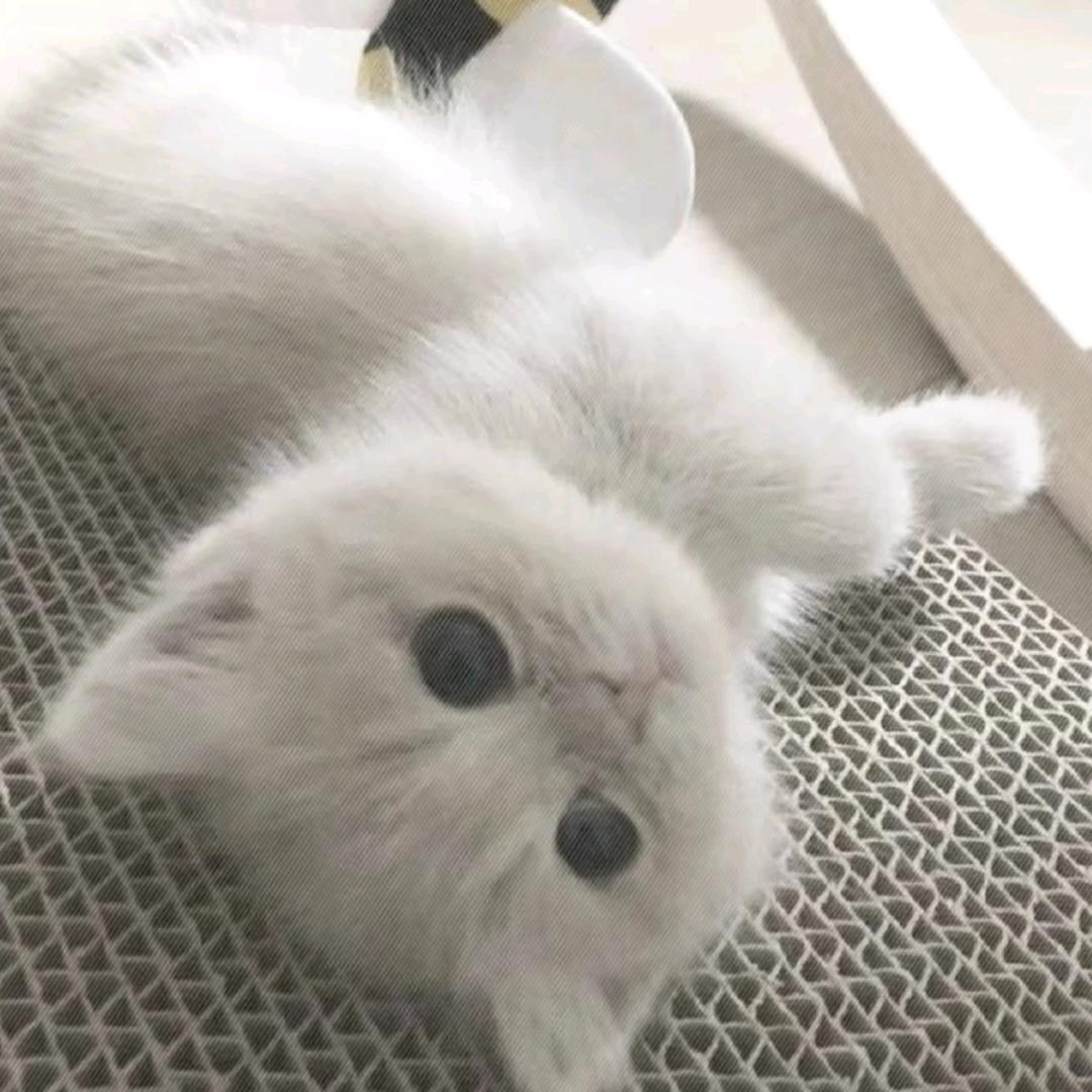小猫和我都乖头像