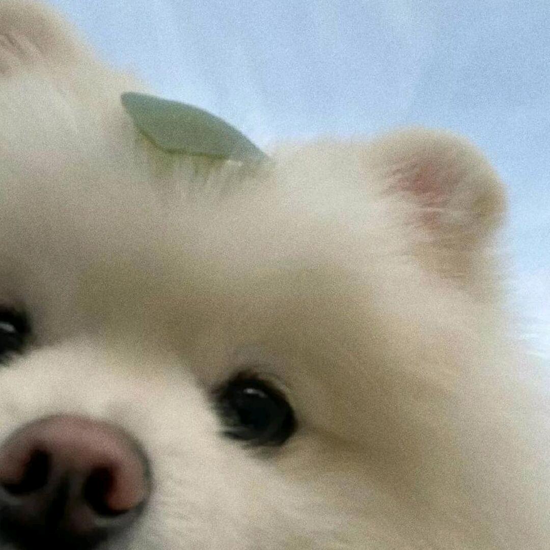 愿许是养只猫