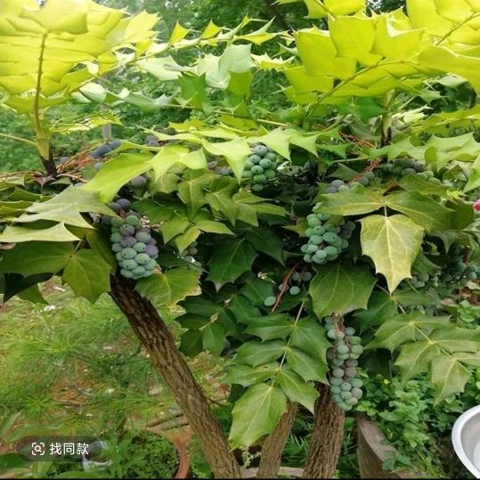 凉山山野特色农产品小铺子