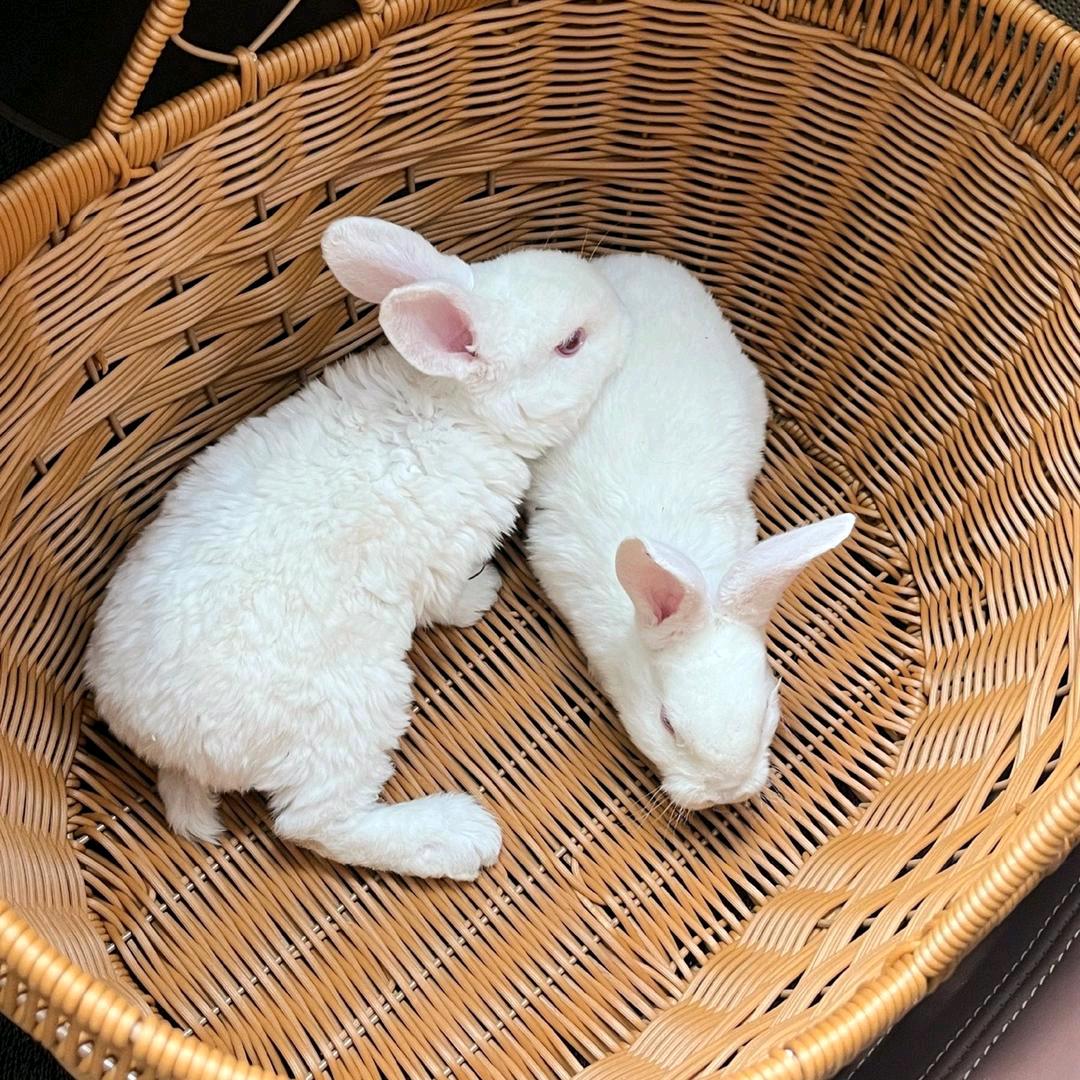 陈小梅